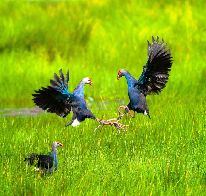 Exploration du parc national de Tram Chim-Ramsar-Dong Thap-oiseau